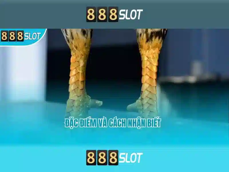 888slot: Nền tảng casino trực tuyến nổi bật